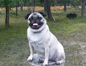 Meet your Posher, Bobbie